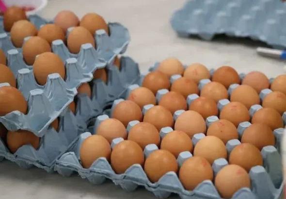 egg